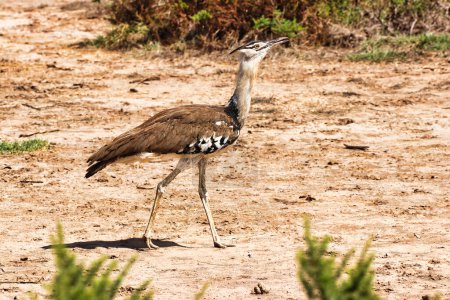 A Kori Bustard searches for insects on a hot sunny afternoon at Amboseli National Park, Kenya