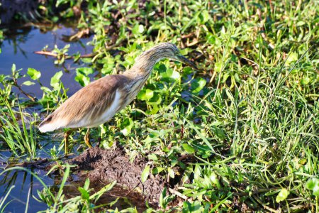 A Squacco Heron , Ardeola Ralloides looks for small insects in the swampy marshes of Amboseli National park, Kenya