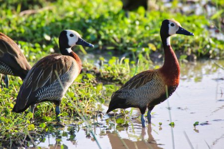 White faced Whistling Duck pair close up at the marshes of Amboseli national park, Kenya