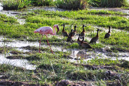 A flock of White faced Whistling ducks and a lone pink lesser flamingo at the marshy swamps in Amboseli National Park, Kenya