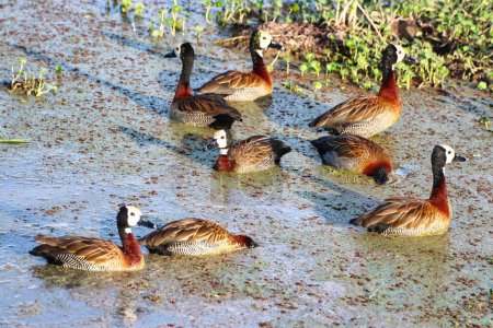 A flock of White faced Whistling ducks at the marshy swamps in Amboseli National Park, Kenya