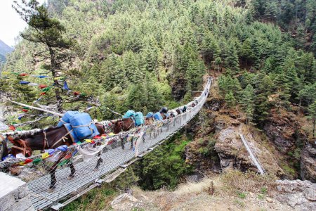 Photo for Mules carrying equipment on the Everest Base Camp trek pass over steel rope bridges over streams adorned with prayer flags near Namche Bazaar,Nepal - Royalty Free Image