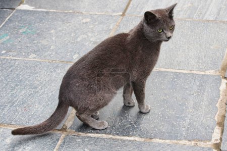 A beautiful Russian Blue Cat on the streets of Namche Bazaar high in the Khumbu Himalayas, Nepal