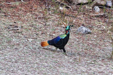 Photo for Himalayan monal or Danfe (Lophophorus impejanus) near the village of Dole on the Everest Base camp is  also called Impeyan monal or pheasant native to Himalayan forests and shrublands in Khumbu,Nepal - Royalty Free Image