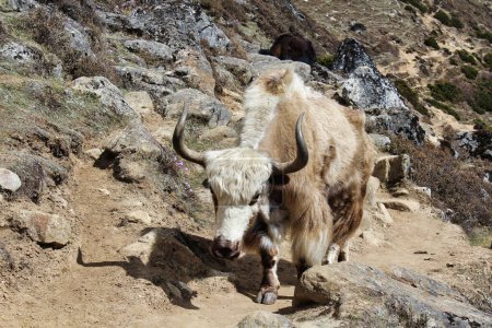 Photo for A white coloured Yak on the shrubland hillsides near village of Machermo in upper Khumbu, Nepal - Royalty Free Image