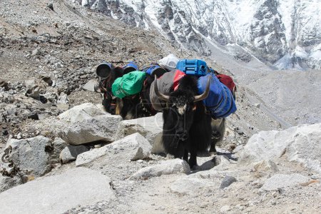Photo for Yaks are the beasts of burden, carrying equipment to the busy Everest Base Camp trek route in Khumbu, Nepal - Royalty Free Image