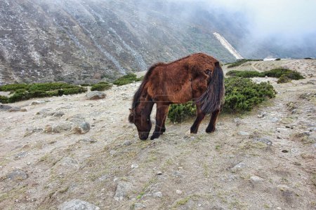 A Horse grazes in the shrubland área near the village of Pangboche in the Khumbu region, Nepal