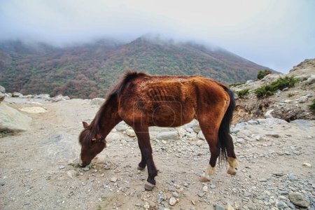 Téléchargez les photos : Un cheval broute dans la zone arbustive près du village de Pangboche dans la région de Khumbu, au Népal - en image libre de droit