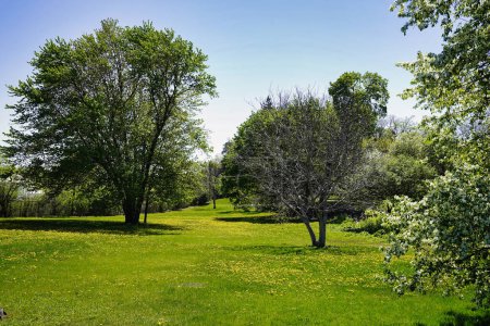 Colts Fuß gelbe Frühlingsblumen auf dem Rasen des Dominion Arboretum Gartens Mitte Mai in Ottawa, Ontario Kanada