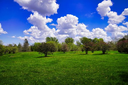 Strahlend blauer Himmel kündigt die Ankunft des Frühlings an, wenn Fohlen-Fußblumen das sattgrüne Gras hier im Dominion Arboretum, Ottawa, Ontario, Kanada, bedecken.
