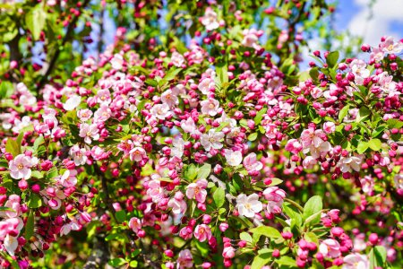 Éclatement de nuances roses au printemps alors que les fleurs de pommetier fleurissent au milieu du mois de mai au Jardin arboretum Dominion d'Ottawa à Ottawa, Ontario, Canada