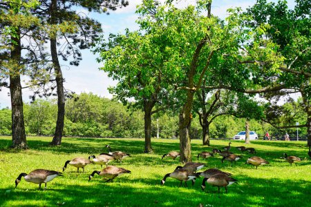 Canada Geese grazing on lush green grass near Mooney's bay on the River Rideau in Ottawa,Canada