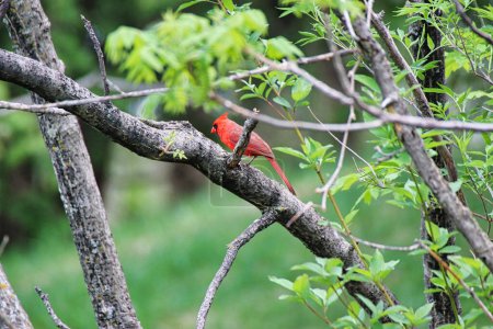 Male Cardinal - A burst of red among the greenery of gardens, the cardinal is one of the prettiest of spring visitors in Ottawa,Ontario,Canada