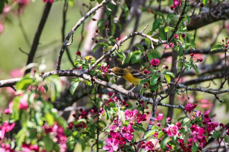 Female Baltimore Oriole feeding on nectar from the crabapple tree blossoms in spring, mid may at the Dominion Arboretum,Ottawa,Ontario,Canada