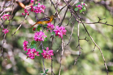 Female Baltimore Oriole perched on the branch of a crabapple tree with pink blossoms in spring, mid may at the Dominion Arboretum,Ottawa,Ontario,Canada