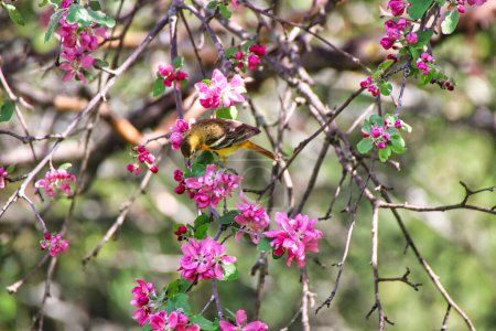 Female Baltimore Oriole perched on the branch of a crabapple tree with pink blossoms in spring, mid may at the Dominion Arboretum,Ottawa,Ontario,Canada