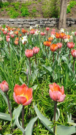 Beautiful multi colored Orange and Pink Tulips in a garden patch in vertical format at the Ottawa Tulip Festival in Commissioners Park, Ottawa,Canada