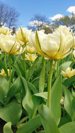 Cream colored Tulips with green stems with background of blue spring skies  in vertical format at the Ottawa Tulip Festival in Commissioners Park, Ottawa,Canada