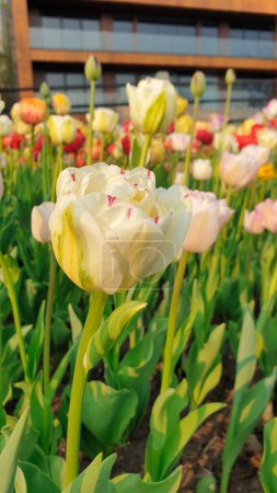 A joyful scene of a buttercup cream colored Tulip with faint pink borders glowing in the late afternoon sun on a warm spring evening at the Ottawa Tulip Festival in Commissioners Park, Ottawa,Canada