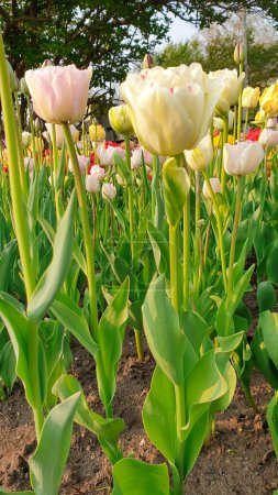 Pastel shades of pink and cream adorn this garden of tulips in soft focus in the late afternoon sun on a warm spring evening at the Ottawa Tulip Festival in Commissioners Park, Ottawa,Canada