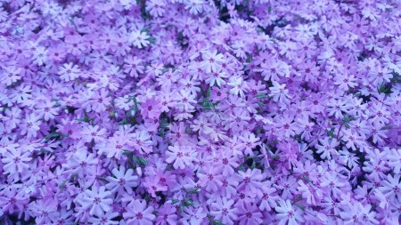 Hellblauer Farbton Phlox subulata oder Moss Phlox Spring krautige Blüten sind in Ostkanada im Frühling häufig