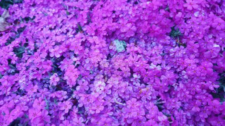 Purpurfarbener Phlox subulata oder Moss Phlox Spring krautige Blüten sind in Ostkanada im Frühling häufig