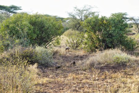 Ein Trio von Dikdik-Antilopen spielt in der Dämmerung im Buffalo Springs Reserve im Samburu County, Kenia