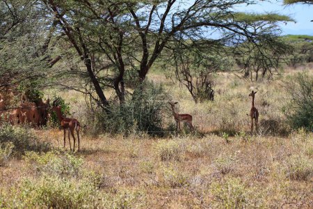 A Trio of Gerenuk gazelles take shelter from the afternoon sun at the Buffalo Springs Reserve in Samburu County, Kenya