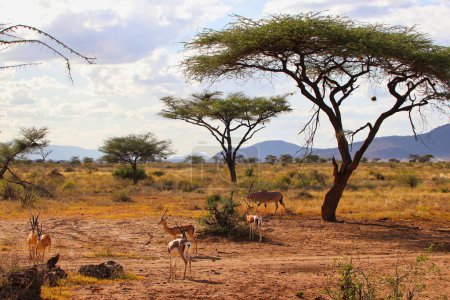 Un groupe de subventions Gazelle et une seule Beisa Oryx broutent dans les plaines sèches de la réserve de Buffalo Springs, dans le comté de Samburu, au Kenya