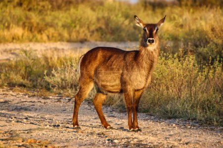 A young waterbuck is pictured in a golden twilight evening setting at the Buffalo Springs Reserve in Samburu County, Kenya