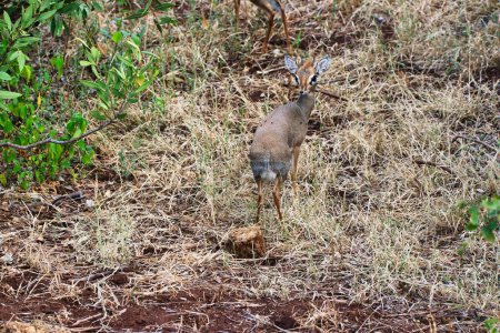 A petite Dikdik antelope watches out for danger in the late evening at the Buffalo Springs Reserve in Samburu County, Kenya