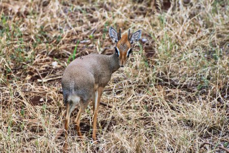 Nahaufnahme einer zierlichen Dikdik-Antilope im Buffalo Springs Reserve im Samburu County, Kenia