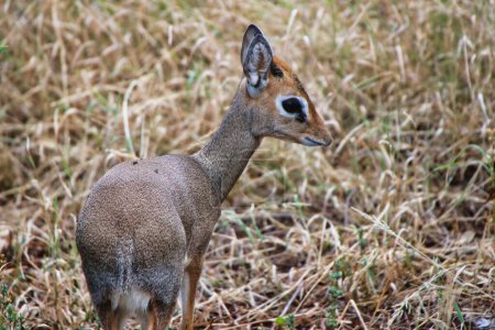 Nahaufnahme einer zierlichen Dikdik-Antilope im Buffalo Springs Reserve im Samburu County, Kenia