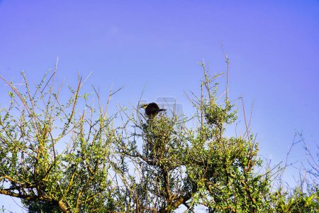Téléchargez les photos : Une offre coucale brune blanche au sommet d'un arbre dans la réserve de Buffalo Springs, dans le comté de Samburu, au Kenya - en image libre de droit