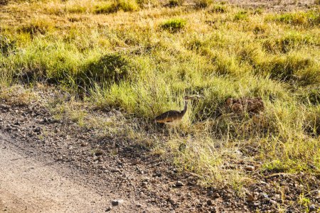 A white bellied bustard looks for its meal in the game trails of the  Buffalo Springs Reserve in Samburu County, Kenya