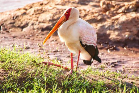 A yellow billed stork with its legs folded front ways rests on the banks of the Ewaso Ngiro river at the  Buffalo Springs Reserve in Samburu County, Kenya