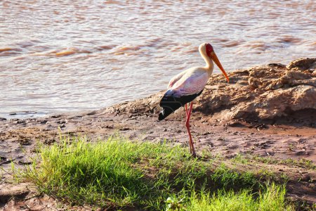 A yellow billed stork with on the banks of the Ewaso Ngiro river at the  Buffalo Springs Reserve in Samburu County, Kenya