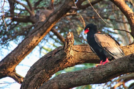 A rare Bateleur Eagle on the branch of a tree in the afternoon sun at the Buffalo Springs Reserve in Samburu County, Kenya
