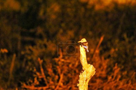 A Grey Headed Kingfisher captured in a night vision shot at the Buffalo Springs Reserve in Samburu County, Kenya