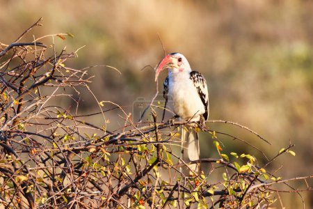 A Northern Red billed Hornbill on top of a bush at the Buffalo Springs Reserve in Samburu County, Kenya