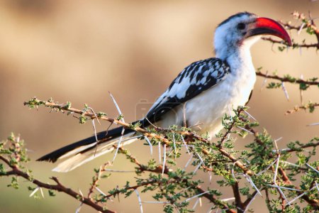 A Northern Red billed Hornbill on top of an acacia tree branch at the Buffalo Springs Reserve in Samburu County, Kenya