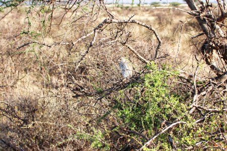An Eastern Chanting Goshawk is camouflaged in a bush at the Buffalo Springs Reserve in Samburu County, Kenya