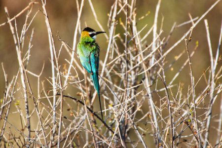 A White throated Bee Eater perched on a bush at the Buffalo Springs Reserve in Samburu County, Kenya