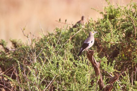 Un Starling Wattled en la parte superior de una sucursal en la Reserva Buffalo Springs en el Condado de Samburu, Kenia