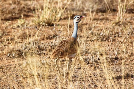 A white bellied bustard looks for its meal in the game trails of the  Buffalo Springs Reserve in Samburu County, Kenya