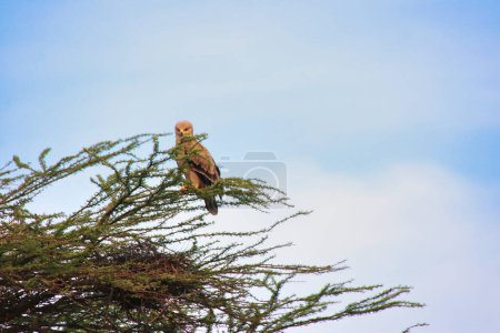 A Tawny Eagle perched on top of an acacia tree at the Buffalo Springs Reserve in Samburu County, Kenya