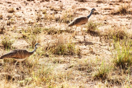 A Pair of white bellied bustards hunt for insects in the dry grass plains at the Buffalo Springs Reserve in Samburu County, Kenya