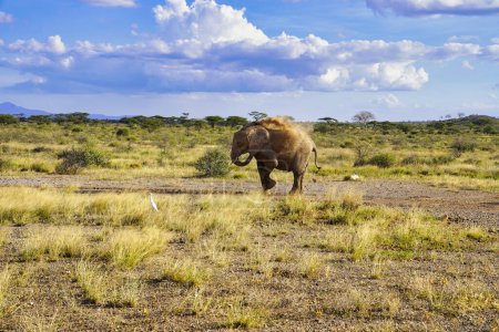 Ein einsamer Elefant versprüht sich selbst mit Staub, während er sich über die trockenen Ebenen des riesigen Buffalo Springs Reserve in Samburu, Kenia, Afrika bewegt