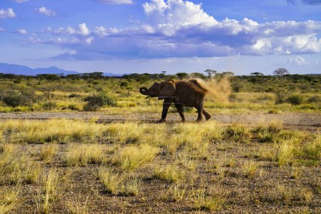 A lone elephant sprays himself with dust while moving across the dry plains of the vast Buffalo Springs Reserve in Samburu,Kenya,Africa