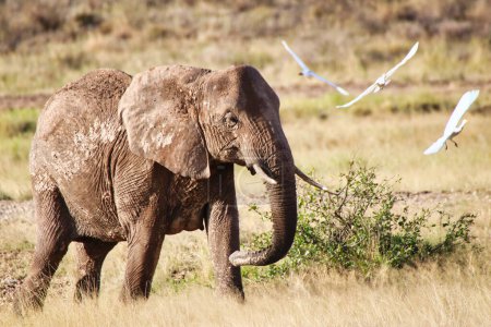 Un éléphant solitaire a un groupe d'aigrettes de bétail pour la compagnie à la réserve de Buffalo Springs, Samburu, Kenya